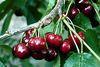 NW cherry crop revised downwards