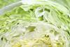 Iceberg lettuce