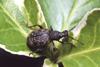 Black vine weevil