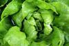 GEN lettuce