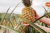 Del Monte Honeyglow pineapple