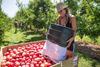 NZ apples