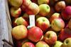 Hazel Tech Honeycrisp apples