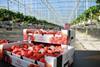 BL_Hoogstraten_cartonpunnets