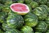 Emilia Romagna: Wassermelonen mit dem Prädikat ggA ausgezeichnet