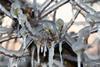 Frost-haenson_AdobeStock_334931755