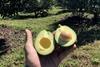 Guatemalan avos