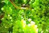 Grape players think ahead to improve presentation