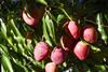 Brazil mangoes San Francisco Valley