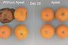 Apeel mandarins