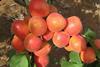 Agrexco peaches