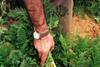 High demand for British veg signals successful summer