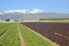 Spanish salads on a tightrope
