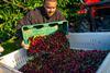 US northwest cherries