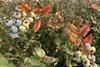 Die back symptoms blueberry plant (c) supplied by Costa Group Pty Ltd