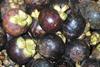 Magical mangosteen