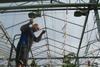 Holland glasshouse