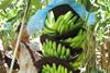 Costa Rica bananas