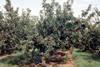 Better marketing and management is needed for the UK top-fruit industry to maintain current numbers