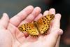 butterfly-4396444_1920