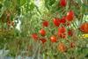 Tomaten