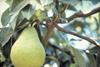Argentinean pear exports climb