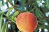 CTFA looking forward to crop revival