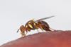 South Australia sterile fruit fly