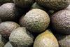 Avocados_FL_2011_nb__2__02.JPG