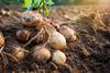 Kartoffeln - natara_AdobeStock