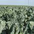 Hot start for summer brassicas