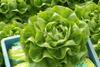 Brian butterhead lettuce nunhems