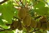 Italians foresee kiwifruit drop