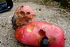 Slugs and spuds can prove a tricky combination