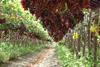 PE Piura grapes