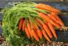 UK carrots at boiling point