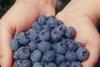 Blueberries can reverse memory loss