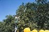 Frosts hit South American citrus