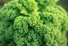 Fresh curly leaves of kale