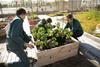 Carrefour rooftop farm