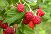 Raspberries benefit from consistent temperatures and partial cloud cover, which was lacking in June and July.