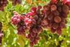 EG Pico red grapes