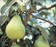 Argentina: fewer pears of export quality but better prices