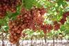Chile table grapes