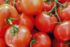 GEN tomato tomatoes
