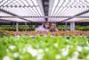 CEA indoor farming Wageningen University and Research