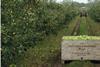 Sales of British apples are rising at Waitrose
