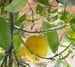 Spanish lemon volumes rise