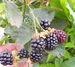 Reuben blackberry reaps industry recognition