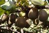CL_Rucaray's new kiwifruit variety
